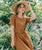 Linen Midi Dress With Belt | Caramel